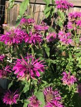 150 seeds Monarda Bee Balm PURPLE Fuchsia Hot Pink Tall Perennial From US - £7.84 GBP