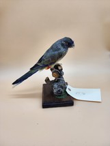 IT76 Bluebonnet Australian Parakeet Parrot Bird Mount Taxidermy - £193.18 GBP