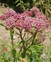 Yuga89 Store 50 Seeds Milkweed Swamp Rose Perennial Asclepias Monarch Butterfly  - £5.97 GBP