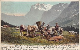 Switzerland~Paturage Alpestre ALPENWEIDE~1904 Postcard - £7.18 GBP