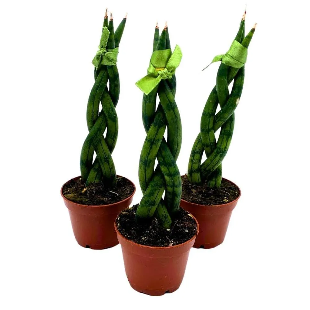 Braided Snake Plant 2 in Set of 3 Sansevieria Dragon Fingers cylindrica ... - £49.65 GBP