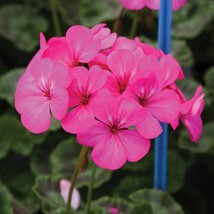 USA SELLER Bin1D#2 Geranium Seeds Geranium Horizon Neon Rose 100 Seeds - £30.91 GBP