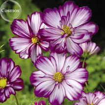 NEW Fizzy Rose Picotee&#39; Cosmos bipinnatus Annual Flowers, 50 seeds, purple white - $5.99