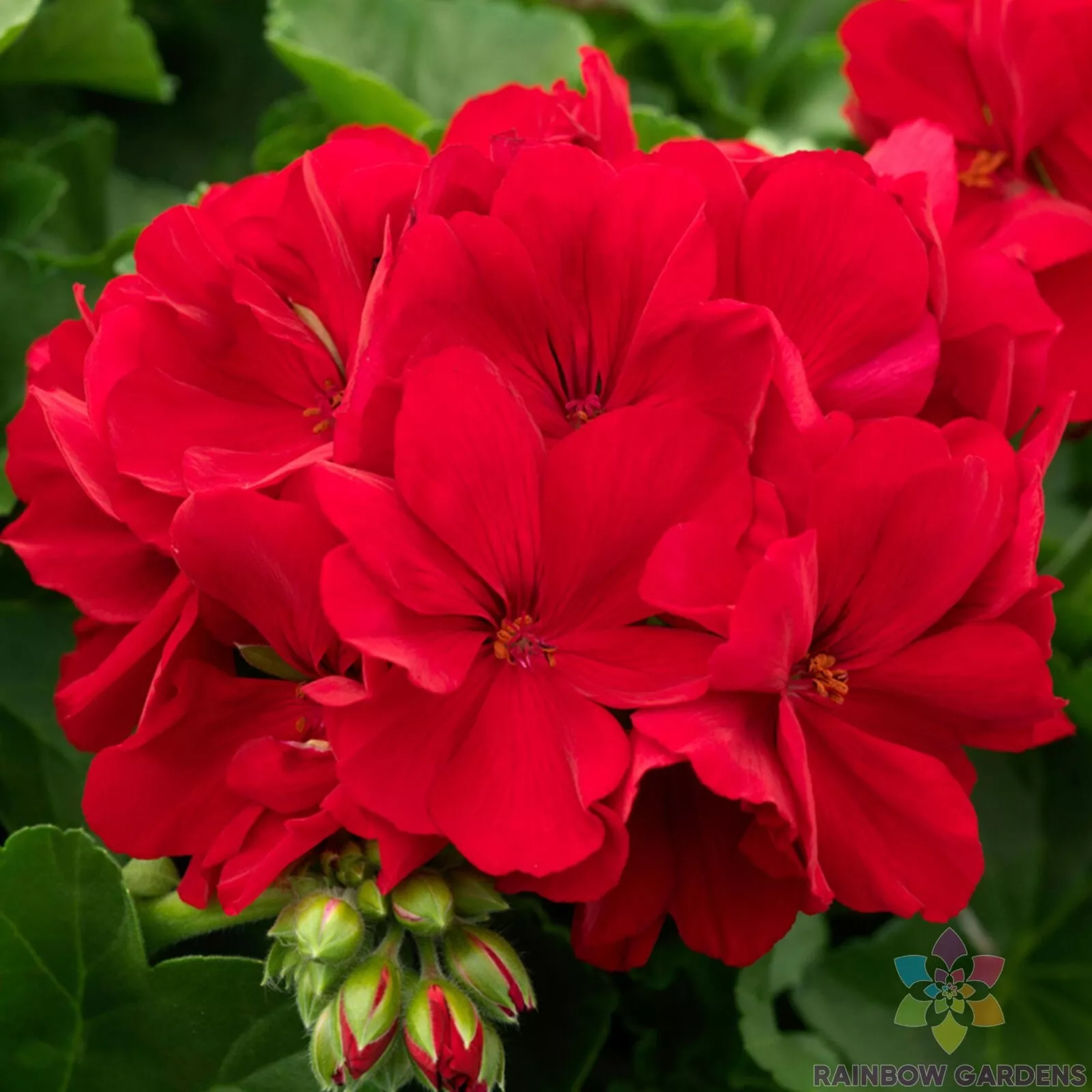 25 Calliope Dark Red Geranium Seeds Planting Fast US Shipping - $10.96