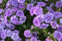 Beauty Blue Phlox Seeds, Phlox drummondii, 8-12 Inches Tall, Violet-Blue... - $4.99+