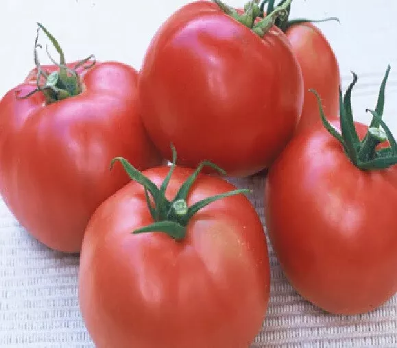 50 Seeds Gulf State Market Tomato Vegetable Fast US Shipping - £7.50 GBP