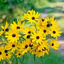 BStore 90 Seeds Swamp Sunflower Seeds Perennial Native Wildflower Poor Soils Hea - £6.91 GBP