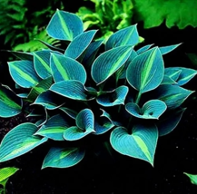 RAFH Hot Selling Gimax 150 Hosta Flower SeedsLily Shade Hosta Plants Seeds USA - £6.70 GBP