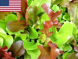 USA Seller Mesclun Lettuce Seeds 1000 Garden Seeds New Fresh Fast Shipping - £9.13 GBP