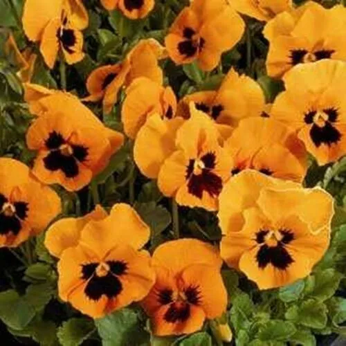 30 Pansy Flower Seeds Fragrant Perennial 90 % Germination Rate - £8.77 GBP