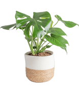 Costa Farms Monstera Swiss Cheese Plant, Live Indoor Plant, Easy to Grow... - $75.63