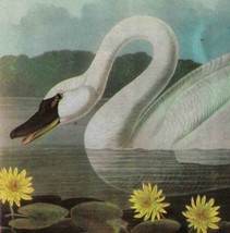 Whistling Swan Bird 1946 Color Art Print John James Audubon Nature DWV2C - £31.34 GBP
