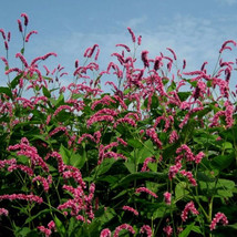 100 Of Pink Knotweed Polygonum Wetland Flower Herb Seeds polygonaceae plant - $11.37