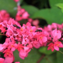 5 Coral Vine Mexican Creeper Bee Bush Chain Of Love Mountain Rose Antigo... - $18.90