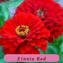 7523 zinnia red pop thumb200