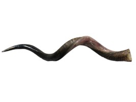 Semi Polished kudu horn - 1 African Kudu Polished Horn - 32&quot; to 35&quot; arou... - $2,008.13 MXN