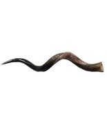 Semi Polished kudu horn - 1 African Kudu Polished Horn - 32&quot; to 35&quot; arou... - $2,017.27 MXN