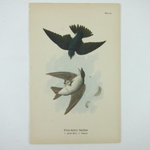 Bird Lithograph Print White-bellied Swallow aft John James Audubon Antique 1890 - £15.81 GBP