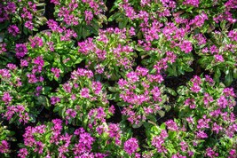 Spring Charm Rock Cress Groundcover Plant Seeds - £6.38 GBP