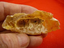 (k-3206) 30 g Rare Kauri tree Gum copal young Amber New Zealand Tane Mahuta - $25.19