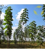 THJAR Shantong Hybrid Paulownia Shan Tong - 2000+ Seeds - $19.97