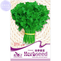 New Fresh Coriander Chinese Parsley Seeds 150 Seeds Pack Tasty Cilantro Organic  - $3.72