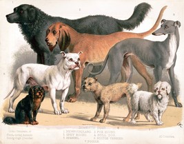 13629.Poster print.Room Wall.Home art design.Dog breed.Pet shop Veterinary decor - £13.01 GBP+