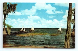 Postcard Sailboats On Blue Florida Waters Breezy Afternoon Tress W/ Spanish Moss - £3.95 GBP