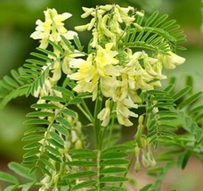 200 Astragalus Membranaceus Milkvetch Perennial Flowering Herb Huang Qi Fresh Se - £23.44 GBP