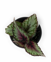 Rex Begonia Salsa Begonia rex Salsa 4&quot; Pot - living room - Gardening - £36.97 GBP