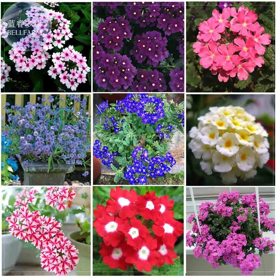 Verbena Voss Plant Seeds 80 Seeds Essentials Long Flowering - $4.44