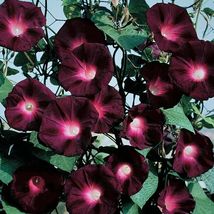 20 Black Knight Morning Glory Seeds Annual Flower Flowers Climbing Vine - £6.37 GBP