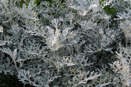 200+ Silverdust Seeds  Dusty Miller (Cineraria Maritima) - £7.68 GBP