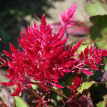 Scarlet Plume Celosia 20 Seeds | Non-GMO | US SELLER | Seed Store | 1278 - £5.55 GBP