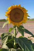 Mammoth Sunflower Flower Seeds - £1.16 GBP