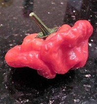 Guashi Store 40 Seeds Red Jamaican Hot Pepper Capsicum Annuum Scotch Bonnet Vege - $10.00