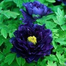 10 Seeds Dark Blue Tree Peony Flower Seeds - £7.94 GBP