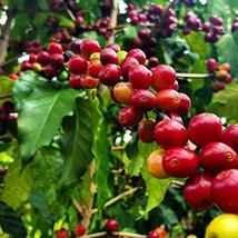 Hawaiian kona Coffee Plant Seeds ~ Grow Hawaii - $23.88