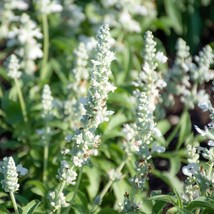 New Fresh Seeds Salvia Mealycup Sage White Plants Grown From Flower Seed... - £15.69 GBP