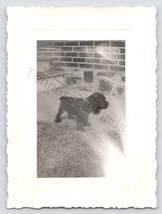1942 Black And White Photo Of 2 Month Old Cocker Spaniel Dog - £9.88 GBP
