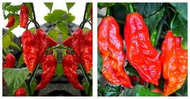 Chili Devils Tongue Red Hot Pepper Seeds - International Shipping - 150 Seeds - £27.17 GBP