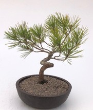 Japanese Black Pine Bonsai Tree Coiled Trunk Style  (pinus thunbergii &#39;thunderhe - £253.84 GBP