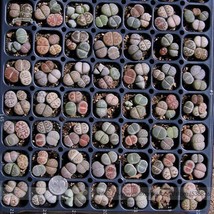 100 Seeds Mix Lithops Pseudotruncatella Succulent Plant Garden - £13.91 GBP