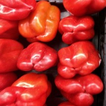 Big Red Heirloom Sweet Bell Pepper Seeds Open Pollinated Non-Gmo USA Seller Gard - $9.40