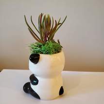 Mini Panda Planter with Succulent, Animal Plant Pot with Senecio Himalaya image 6