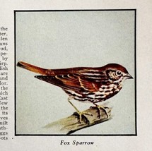 Fox Sparrow Bird Print 1931 Blue Book Birds Of America Animals Art PCBG21B - $19.99