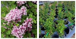 Live Plant Palibin Korean Lilac syringa 1 QT - £43.79 GBP