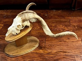 TROPHY Ram Goat Skull Horns Oddities Taxidermy Wild Exotic Catalina Euro Mount - £216.29 GBP