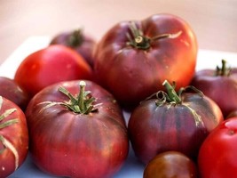 Org Cherokee Purple Tomato SEEDS/25/50/100/Omega Homestead (#R1A) - $6.98