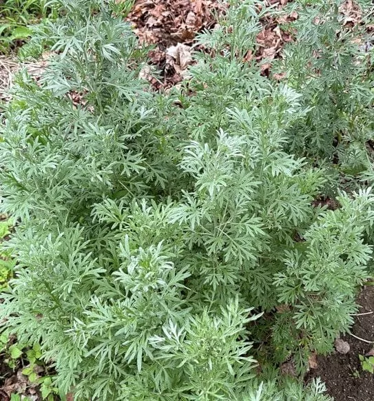 1000+ Absinthe Wormwood Seeds (Artemisia absinthium) Perennial  - $3.33